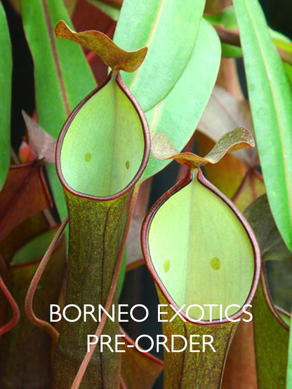Nepenthes ramispina x reinwardtiana BE-3711
