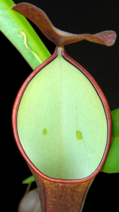 Nepenthes ramispina x reinwardtiana BE-3711