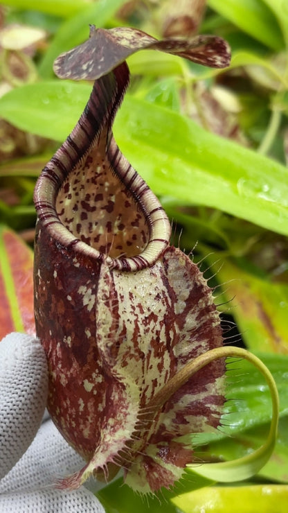Nepenthes rafflesiana „Brunei Speckled“ BE-3722