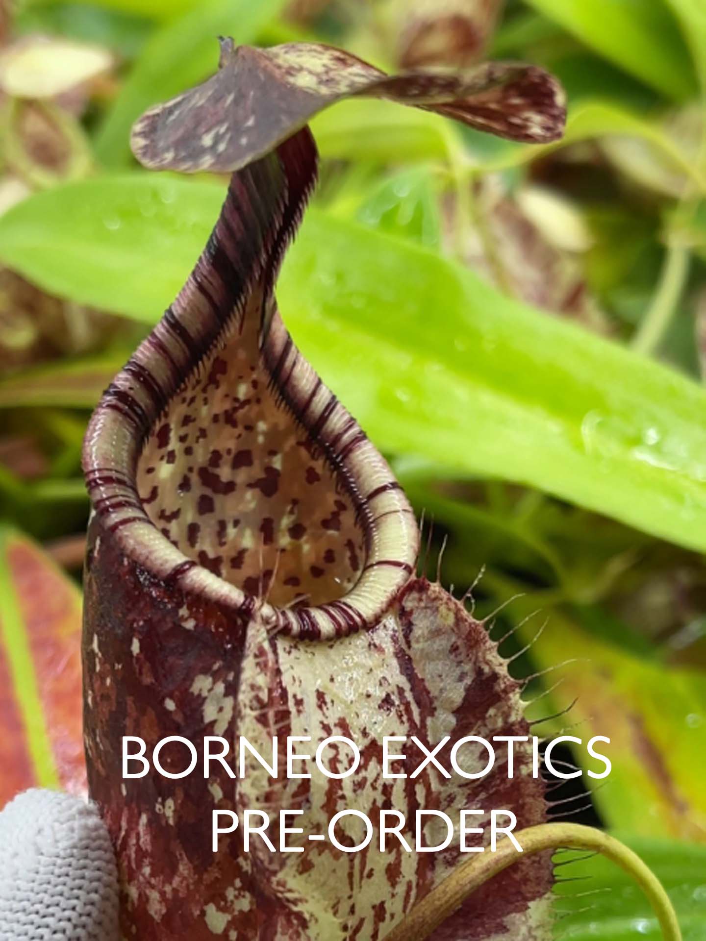 Nepenthes rafflesiana „Brunei Speckled“ BE-3722