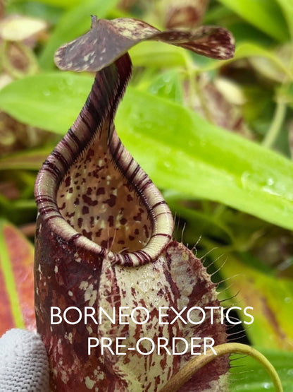 Nepenthes rafflesiana „Brunei Speckled“ BE-3722