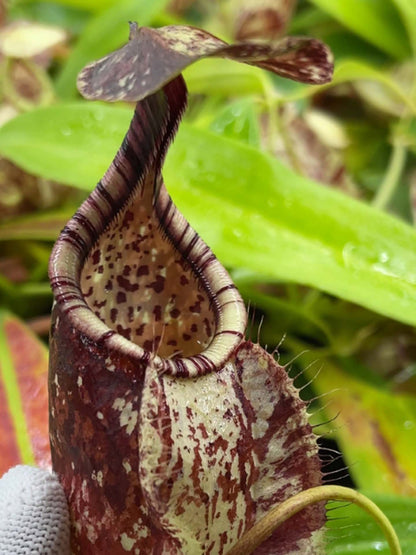 Nepenthes rafflesiana „Brunei Speckled“ BE-3722