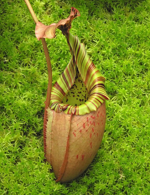 Nepenthes burbidgeae x veitchii  BE-3723