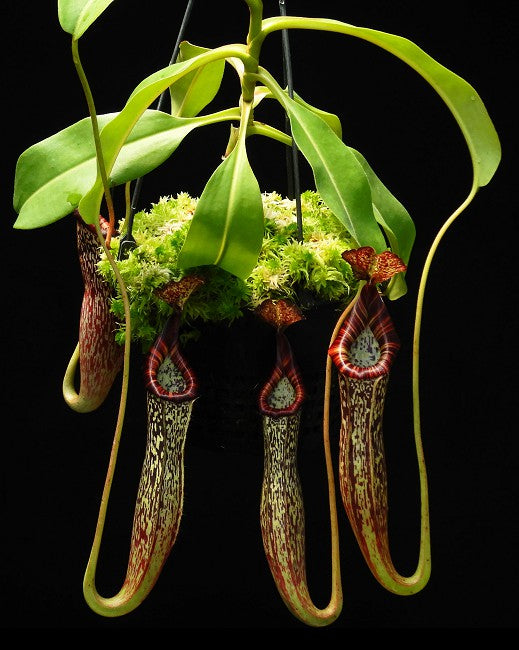 Nepenthes maxima x vogelii  BE-3728