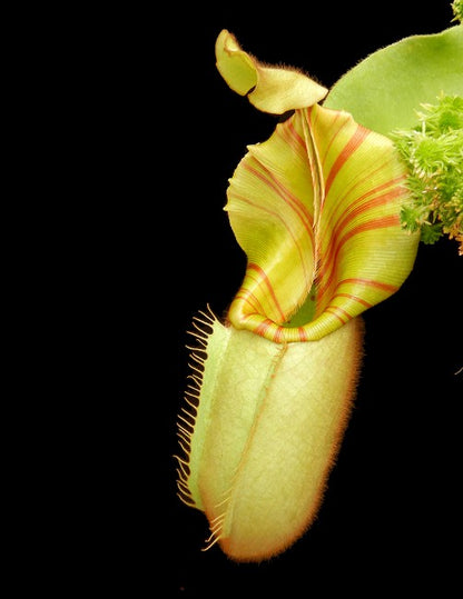 Nepenthes veitchii "Bario" Highland Grex1 BE-3734 DIFFERENT CLONES