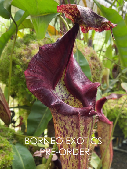 Nepenthes eymae BE-3736