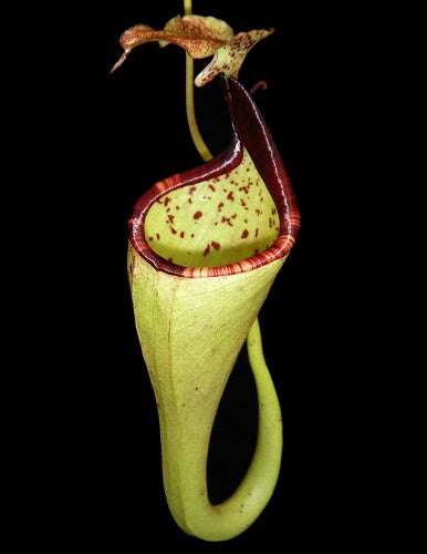 Nepenthes eymae BE-3736