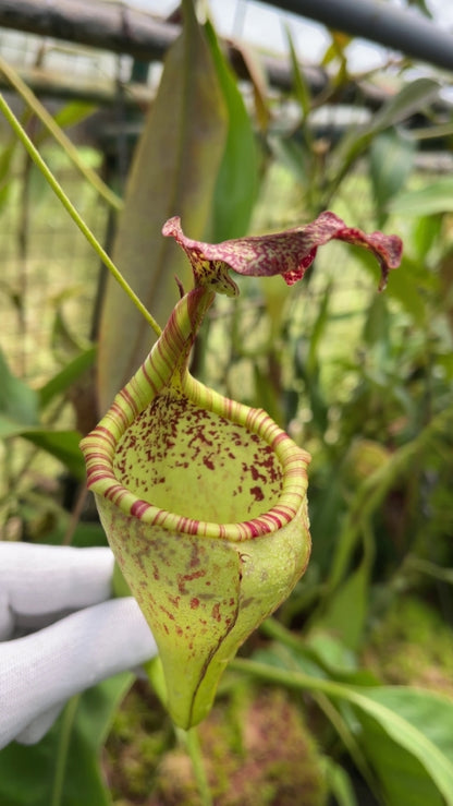 Nepenthes eymae BE-3736