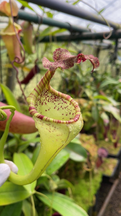 Nepenthes eymae BE-3736