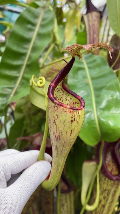 Nepenthes eymae BE-3736