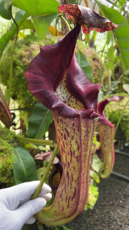 Nepenthes eymae BE-3736