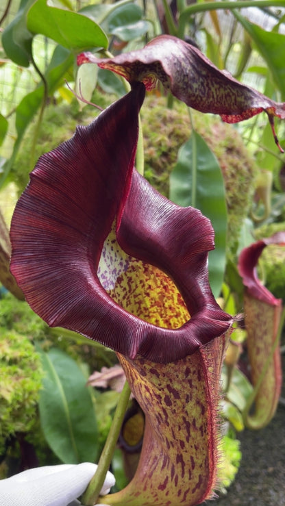 Nepenthes eymae BE-3736