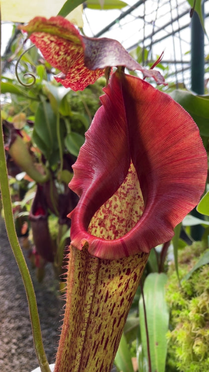 Nepenthes eymae BE-3736