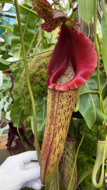 Nepenthes eymae BE-3736