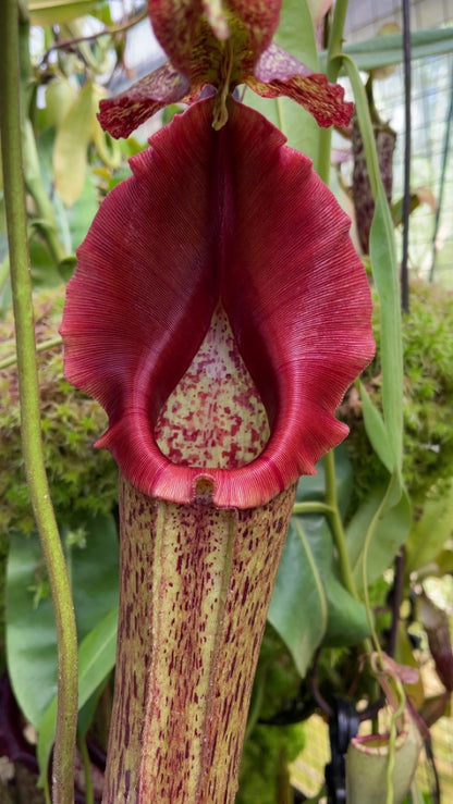 Nepenthes eymae BE-3736