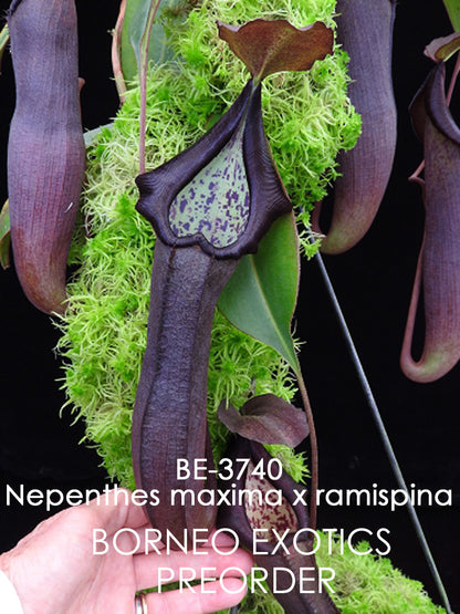 Nepenthes maxima Gunung Tangokom x ramispina BE-3740