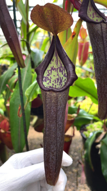 Nepenthes maxima Gunung Tangokom x ramispina BE-3740