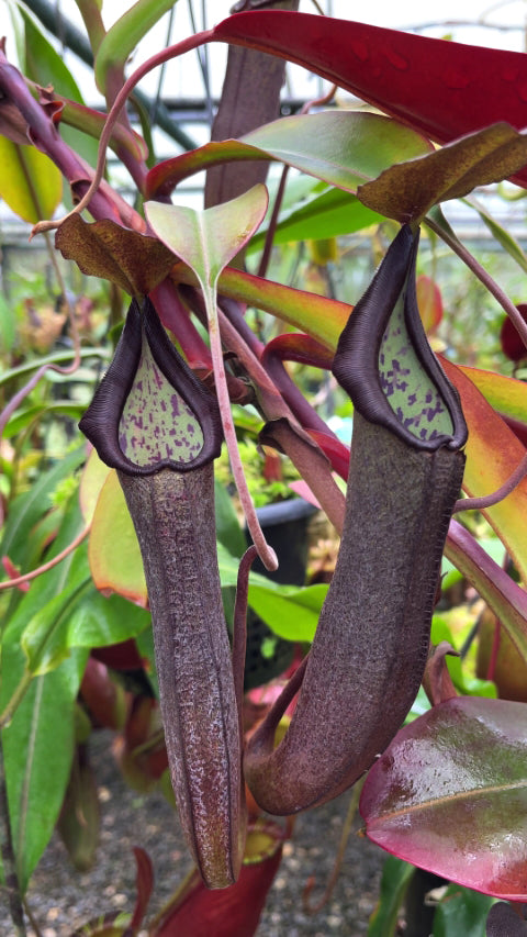 Nepenthes maxima Gunung Tangokom x ramispina BE-3740