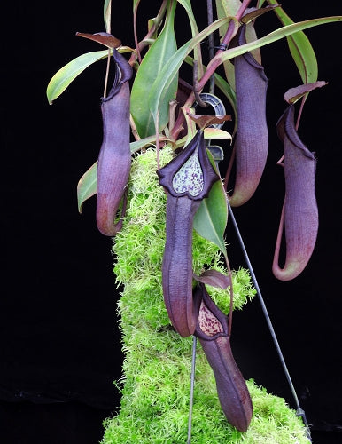 Nepenthes maxima Gunung Tangokom x ramispina BE-3740