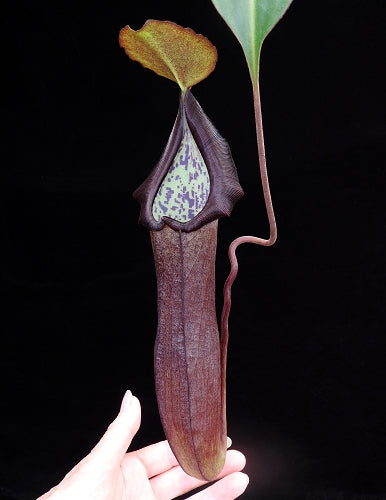 Nepenthes maxima Gunung Tangokom x ramispina BE-3740