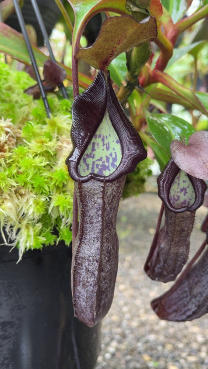 Nepenthes maxima Gunung Tangokom x ramispina BE-3740