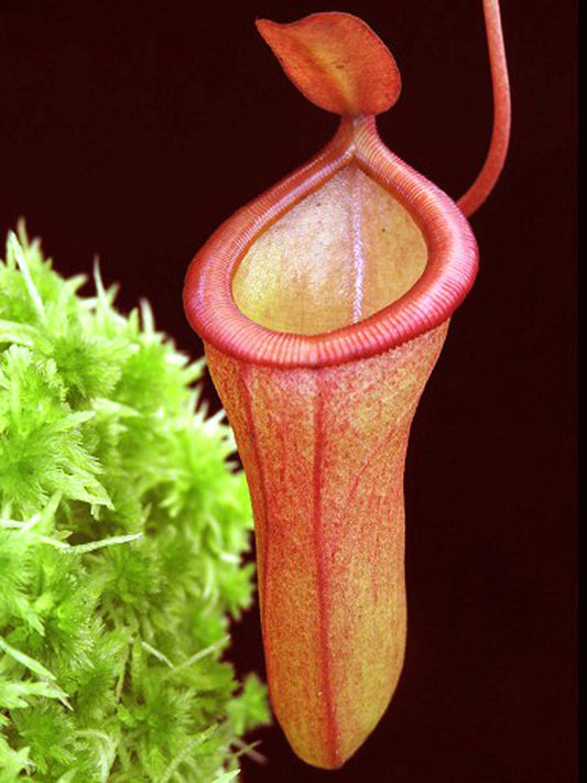 Nepenthes ventricosa x dubia BE-3742