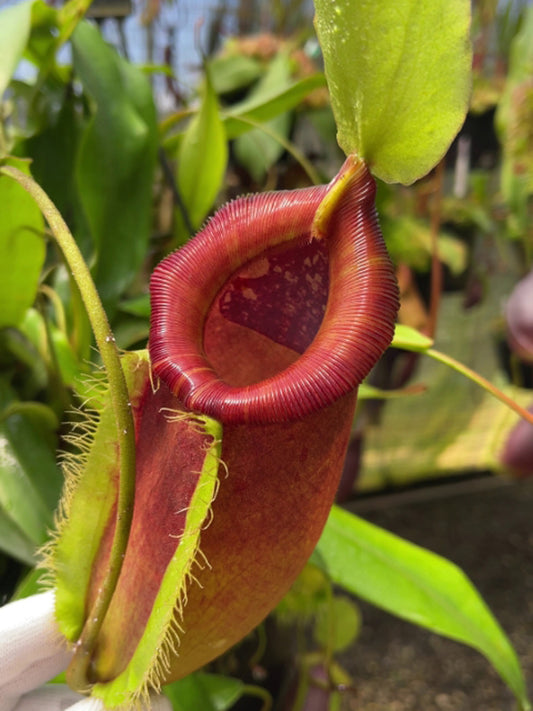 Nepenthes singalana x ampullaria BE-3744