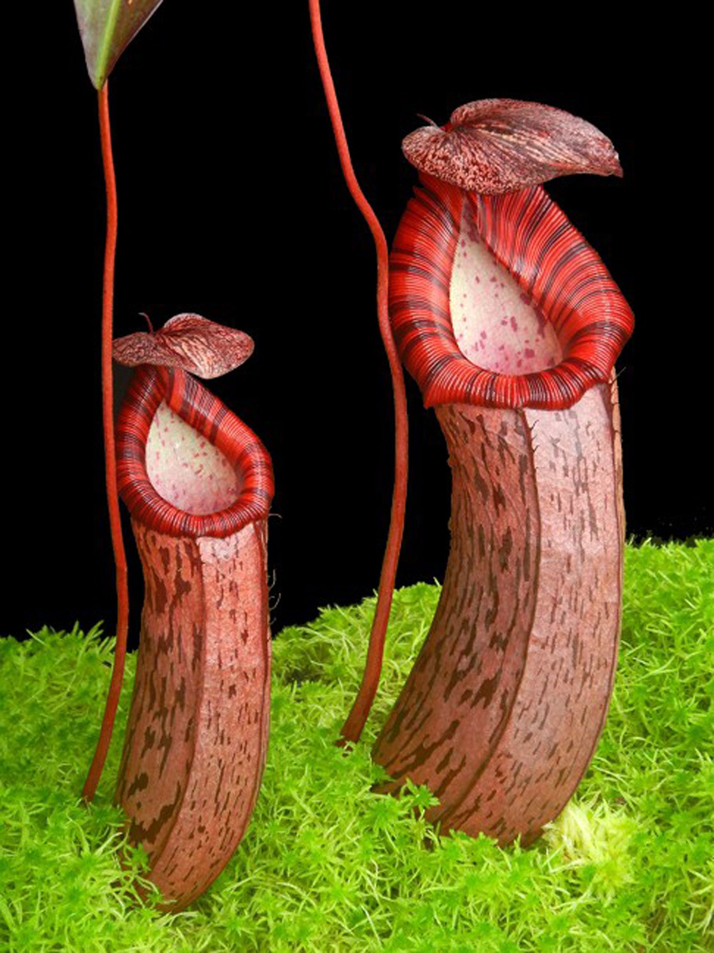 Nepenthes spectabilis x ventricosa  BE-3745