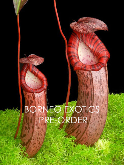 Nepenthes spectabilis x ventricosa  BE-3745