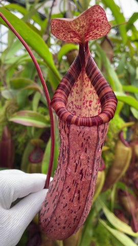 Nepenthes spectabilis x ventricosa  BE-3745
