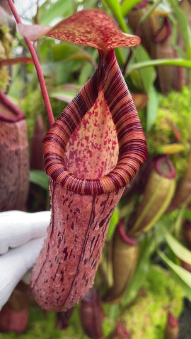 Nepenthes spectabilis x ventricosa  BE-3745