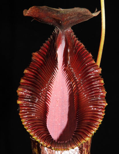 Nepenthes burkei x hamata  BE-3747