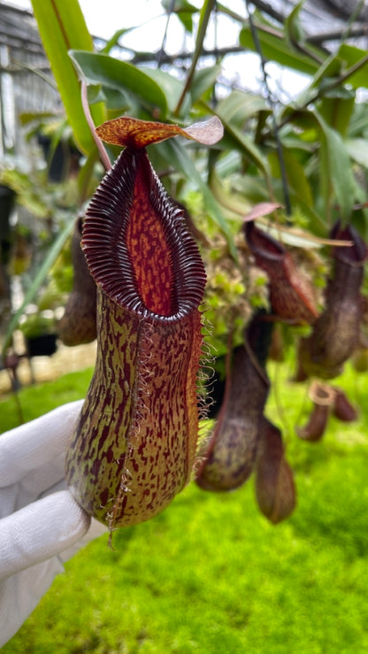 Nepenthes burkei x hamata  BE-3747