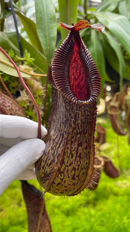 Nepenthes burkei x hamata  BE-3747
