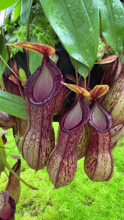 Nepenthes burkei x hamata  BE-3747
