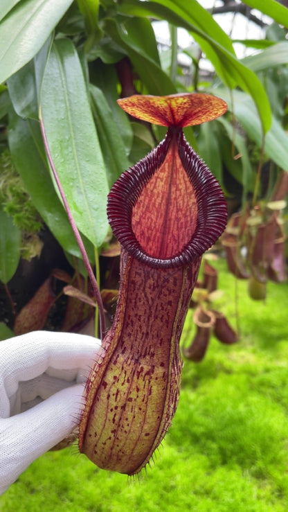 Nepenthes burkei x hamata  BE-3747