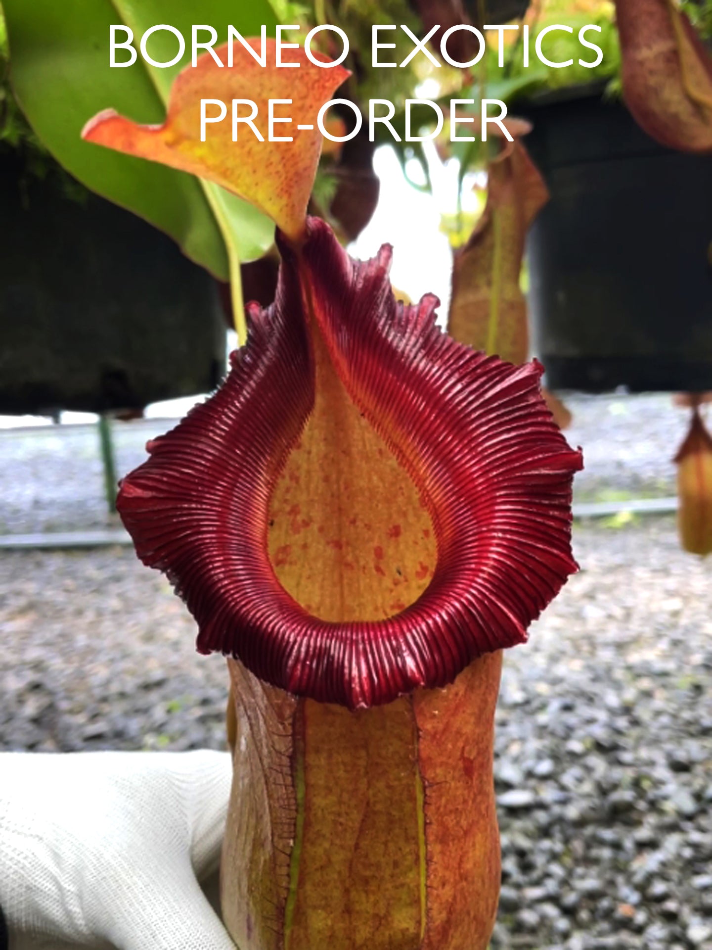 Nepenthes robcantleyi x (sibuyanensis x ventricosa) BE-3748