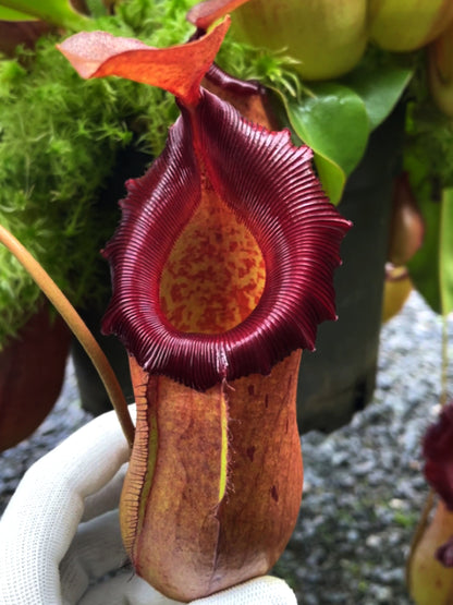 Nepenthes robcantleyi x (sibuyanensis x ventricosa) BE-3748