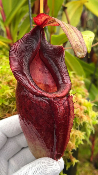 Nepenthes spathulata x dubia  BE-3751