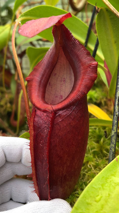 Nepenthes spathulata x dubia  BE-3751