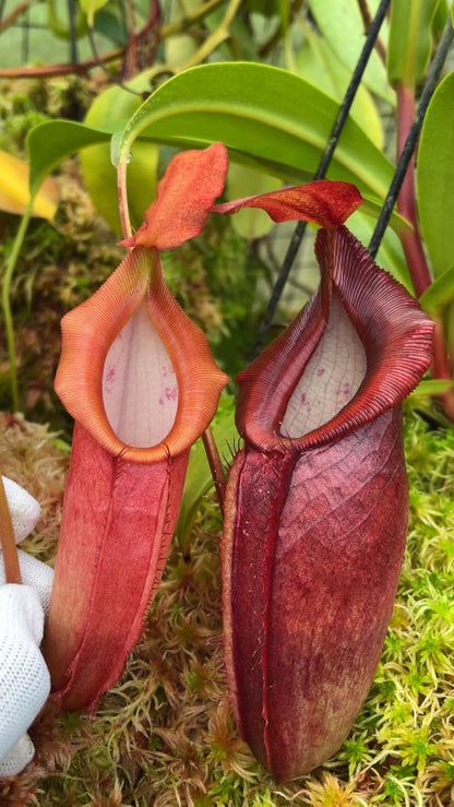 Nepenthes spathulata x dubia  BE-3751