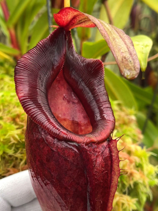 Nepenthes spathulata x dubia BE-3751