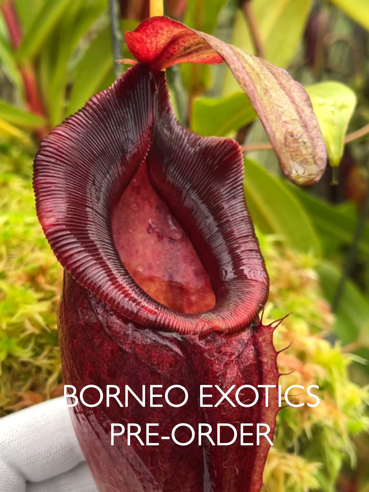 Nepenthes spathulata x dubia  BE-3751