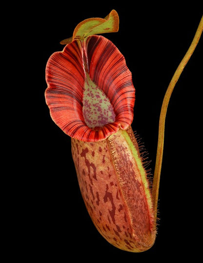 Nepenthes robcantleyi x spectabilis  BE-3754