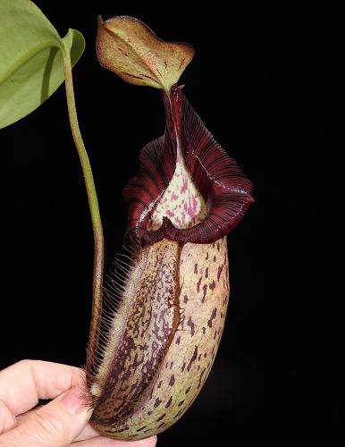 Nepenthes robcantleyi x spectabilis  BE-3754