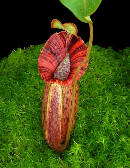 Nepenthes robcantleyi x spectabilis  BE-3754