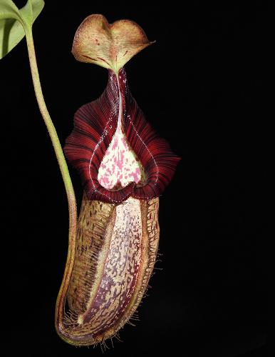 Nepenthes robcantleyi x spectabilis  BE-3754