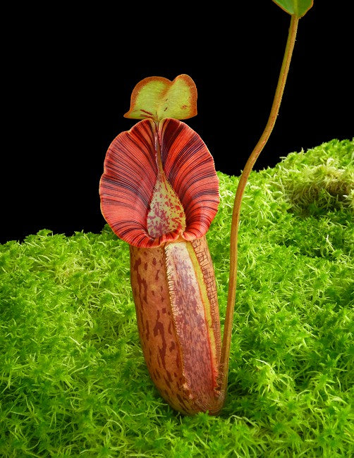 Nepenthes robcantleyi x spectabilis  BE-3754