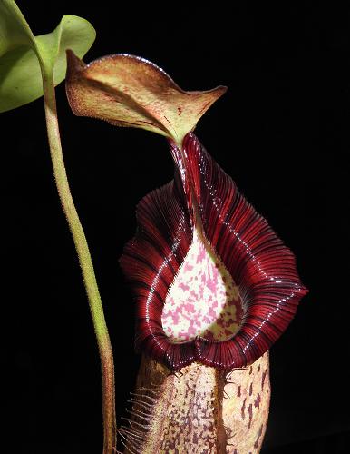 Nepenthes robcantleyi x spectabilis  BE-3754