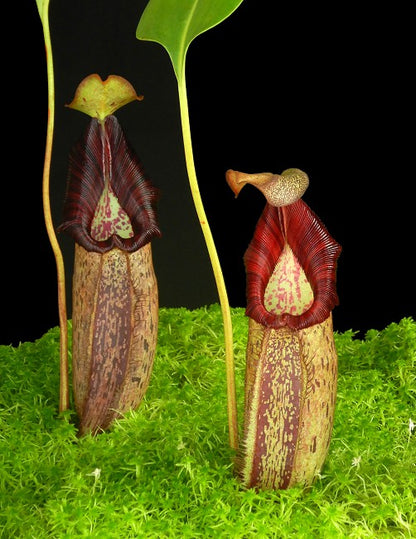 Nepenthes robcantleyi x spectabilis  BE-3754